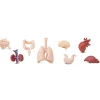 HOPTOYS Lexique, Imagerie, Langage Oral<Figurines Organes Corps Humains