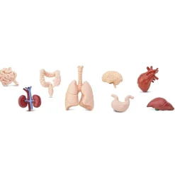 HOPTOYS Lexique, Imagerie, Langage Oral<Figurines Organes Corps Humains